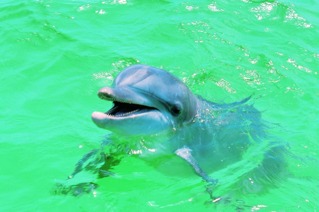 Affordable Beach Condos - One Bedroom Dlx Condos St. Pete Beach Bagian luar foto